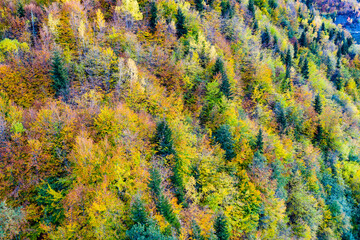 Aerial view of autumn trees. Colorful trees from above