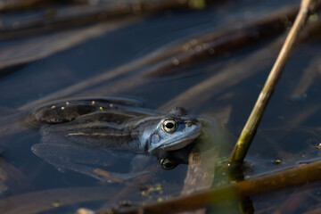 Blue Moor Frog or Rana arvalis in water during mating season
