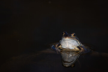 Frontal shot of Blue Moor frog Rana arvalis in water