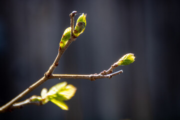 Early spring tree buds