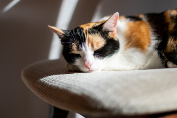 słodki śpiący kot trikolorka na krześle w słońcu