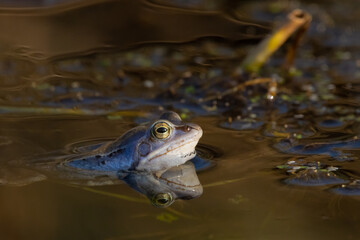 Blue Moor Frog or Rana arvalis in water during mating season