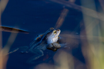 Blue Moor frog Rana arvalis in water
