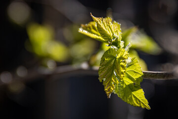 Early spring tree buds