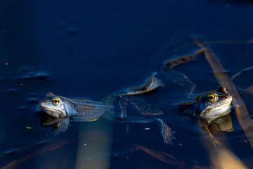 Blue Moor Frog or Rana arvalis in water during mating season
