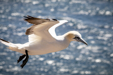 northern gannet in flight