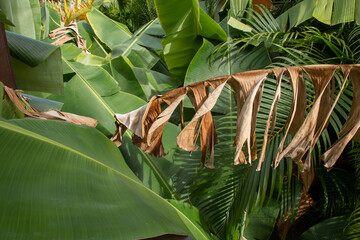 A dead dried banana plant leaf offset by vibrant healthy green leaves in a tropical forest near...