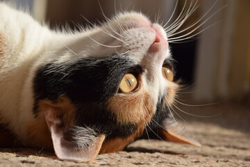 Kot trikolorka leżący na podłodze do góry nogami w słońcu - obrazy, fototapety, plakaty