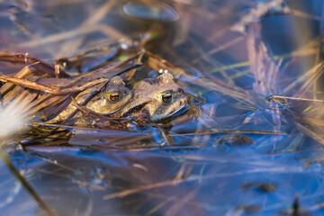 Toad - Bufo bufo mating on the surface of a pond. There is a mosquito on the toad's head. There are reeds around the frogs.