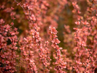 Branches of shrub Berberis thunbergii 'Orange Rocket' in spring in the UK