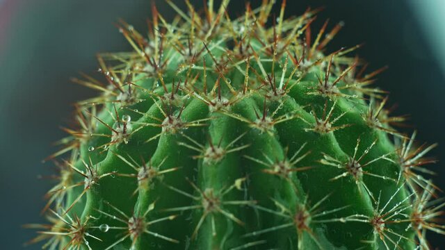 Succulent cactus with sharp needles spraying water splashes. Green home plants background. Macro shoot 4K Florarium cactuse thorn miniature flower indoor.House interior decoration urban jungle concept