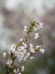 The flowers of cherry  Prunus incisa 'Kojo No Mai' in spring in the UK
