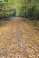 Waldweg im Herbst