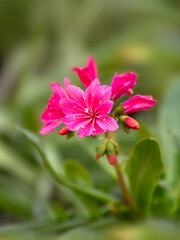 Lewisia cotyledon 'Safira Red' in bloom in spring