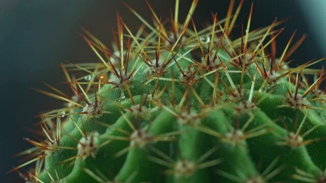 Succulent cactus with sharp needles spraying water splashes. Green home plants background. Macro shoot 4K Florarium cactuse thorn miniature flower indoor.House interior decoration urban jungle concept