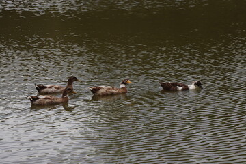 ducks in the water