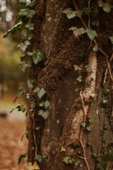 Fototapeta premium moss on tree