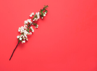 Blossom tree branch lay down on red background, flat lay minimal spring concept with copy space