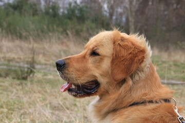 Fototapeta premium golden retriever dog