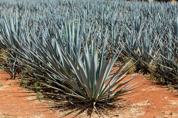 Naklejka na ściany i meble Landscape of agave plants to produce tequila