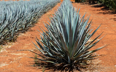 Landscape of agave plants to produce tequila