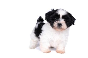 5 week old shih tzu puppy isolated on a white background