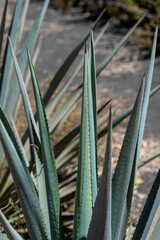 Tequila agave desaturated landscape with plants in color