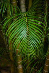 Fototapeta na wymiar beautiful palm leaf in asian jungle in sammer