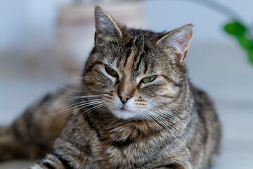 Fototapeta premium gray kitten with green eyes