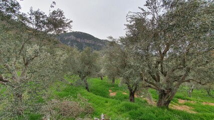 Beautiful natural landscape. Village and mountain range. Olive trees. Agriculture theme. Forest walk away from the pollution.