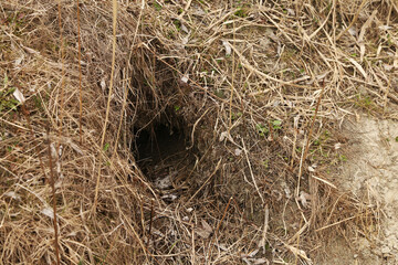 earthen hole in the grass