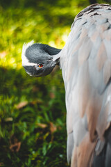 gray bird peek blurred background