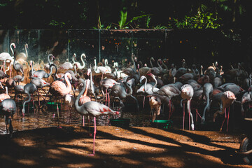 group of flamingos white