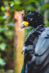 close up of a black bird