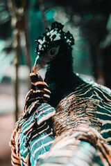 peacock in the zoo