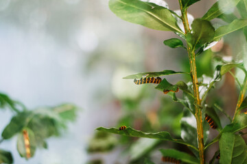 caterpillar hanging upside down on a leaf