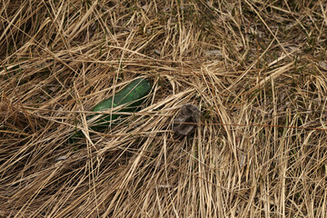 discarded bottle in the grass
