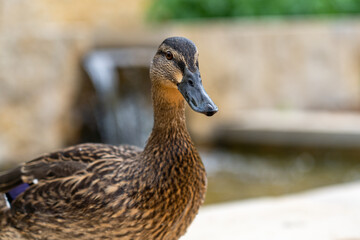 duck in front of fountain