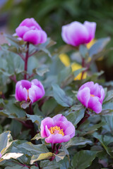 Blooming bright purple peonies with stamens and buds and green leaves in the evening. Spring. Natural green blurred background