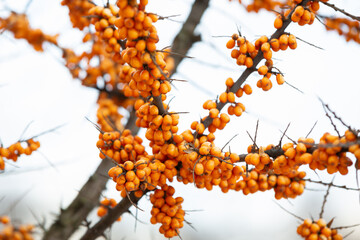 Branches with sea buckthorn berries in the autumn garden