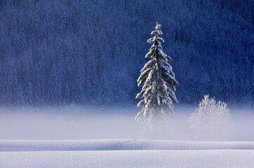 Baum im Morgennebel mit Schnee im Winter im Salzkammergut - Tree in the morning mist with snow in...