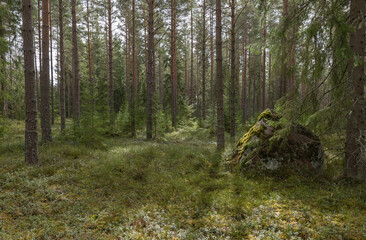 Obraz premium Pine tree forest landscape in the morning.
