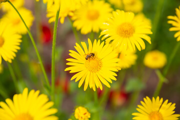 Yellow daisies with a bee in the country garden
