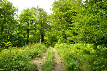 Fototapeta na wymiar path, road in a green forest