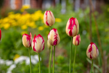 A few blooming tulips in the spring park