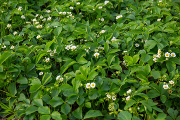 Spring strawberry flowers in the garden