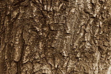 Bark of an old willow tree, beautiful textured background, close up