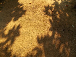 The shadow of the tree on the light on the ground