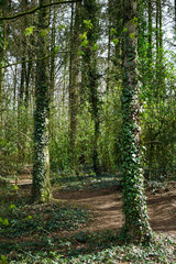 Atmospheric picture of a footpath in the woods with green spring trees and creepers growing on them