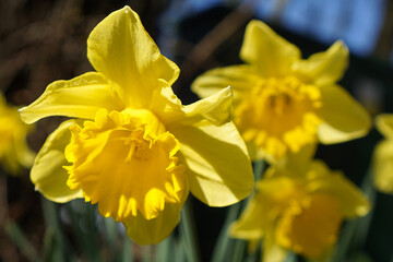 Close up picture of some yellow daffodils in spring